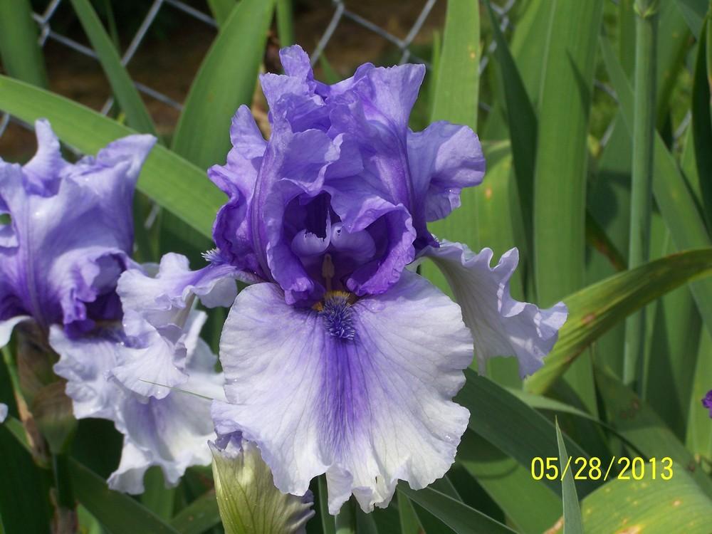 Photo of Tall Bearded Iris (Iris 'Aunt Lucy') uploaded by Misawa77