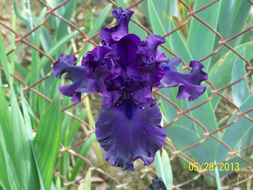 Photo of Tall Bearded Iris (Iris 'Night Ruler') uploaded by Misawa77
