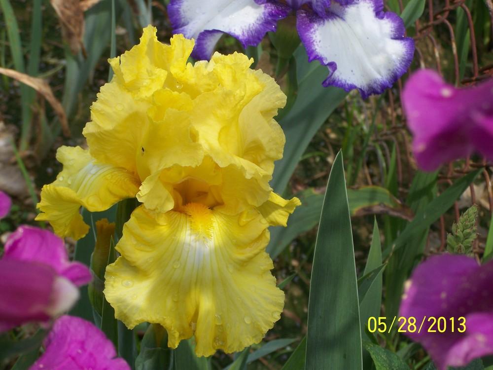 Photo of Tall Bearded Iris (Iris 'Early Girl') uploaded by Misawa77