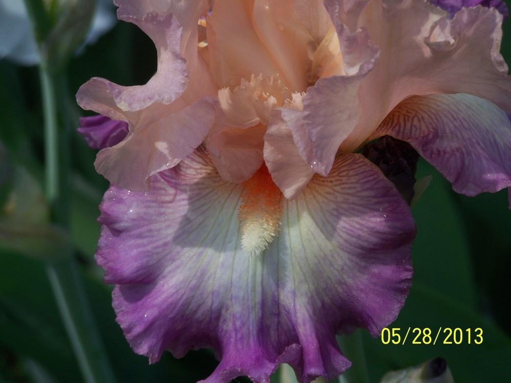 Photo of Tall Bearded Iris (Iris 'Be Original') uploaded by Misawa77