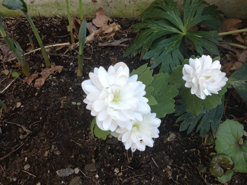 Photo of Bloodroot (Sanguinaria canadensis 'Multiplex') uploaded by NHJenDion