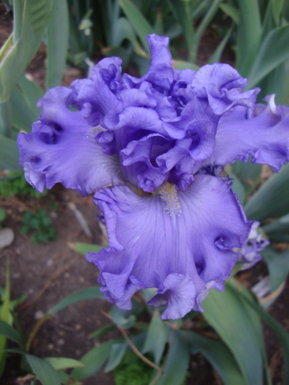 Photo of Tall Bearded Iris (Iris 'First Wave') uploaded by Paul2032