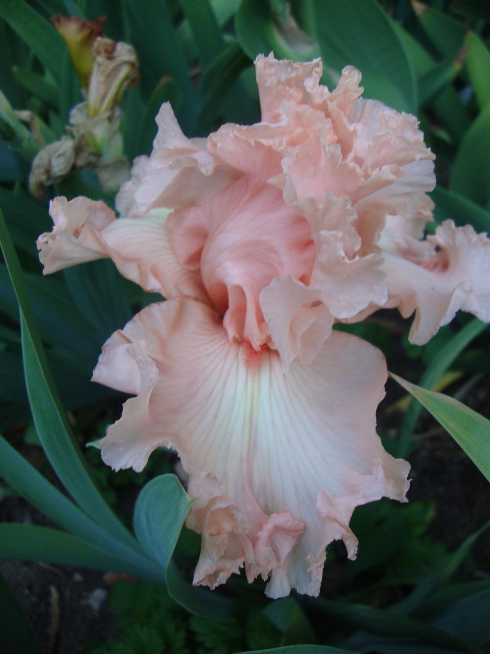 Photo of Tall Bearded Iris (Iris 'Romantic Lyric') uploaded by Paul2032