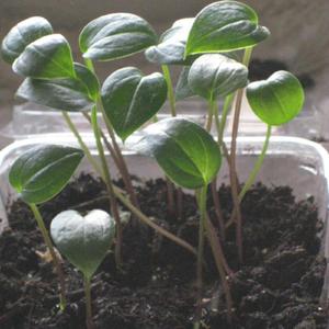 Seedlings of Arisaema flavum abbreviatum. Started March 16, 2013.