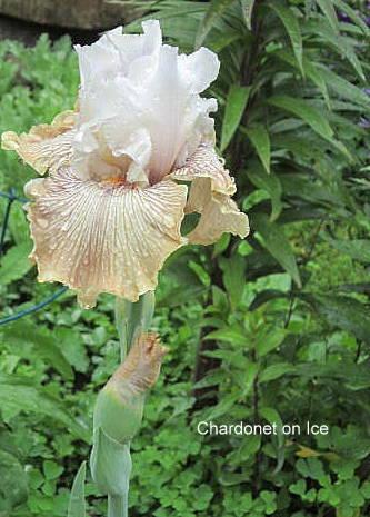 Photo of Tall Bearded Iris (Iris 'Chardonnay and Ice') uploaded by ge1836
