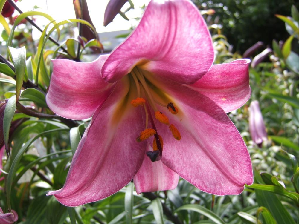 Photo of Lily (Lilium Pink Perfection) uploaded by mnorberry