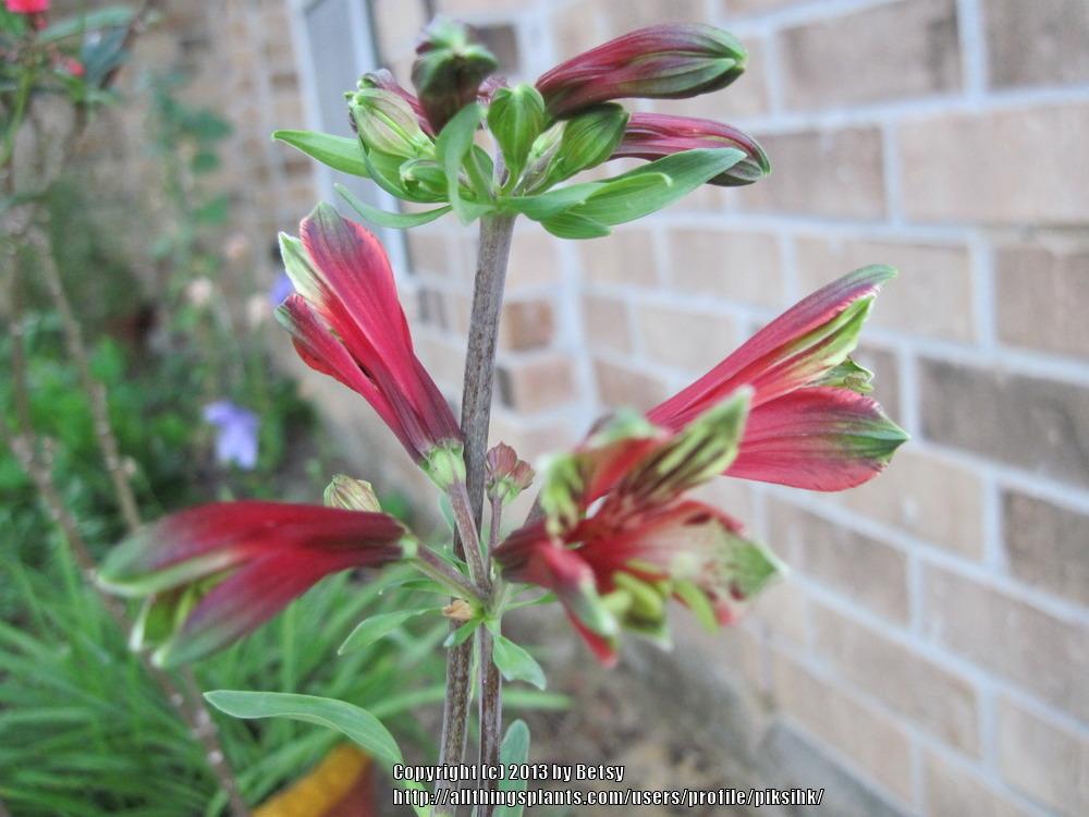 Photo of Peruvian Lily (Alstroemeria psittacina) uploaded by piksihk