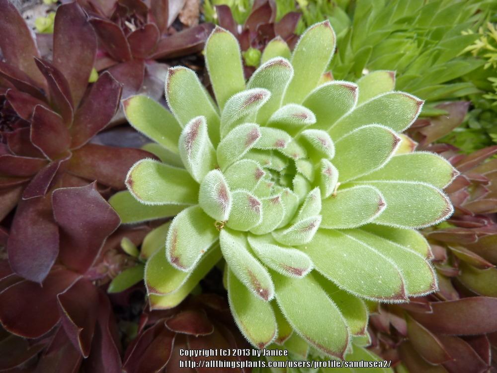 Photo of Hen and Chicks (Sempervivum 'Pacific Rim') uploaded by sandnsea2