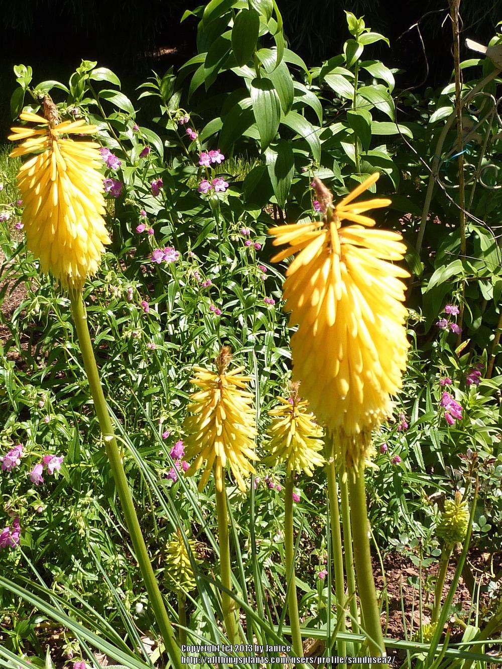 Photo of Red Hot Poker (Kniphofia 'Minister Verschuur') uploaded by sandnsea2