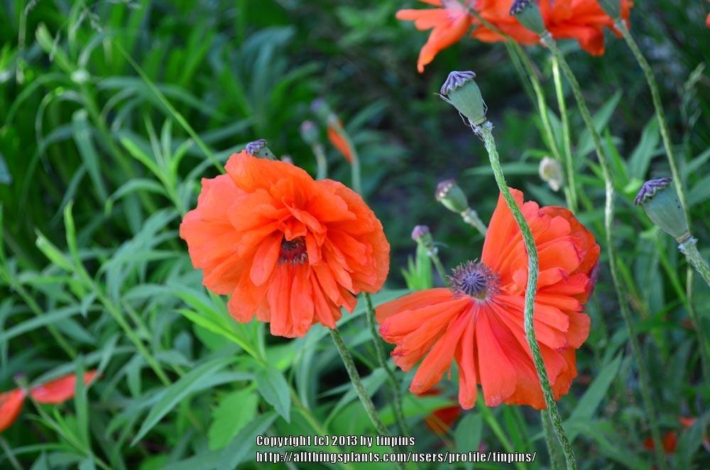 Photo of Oriental Poppy (Papaver orientale) uploaded by tinpins