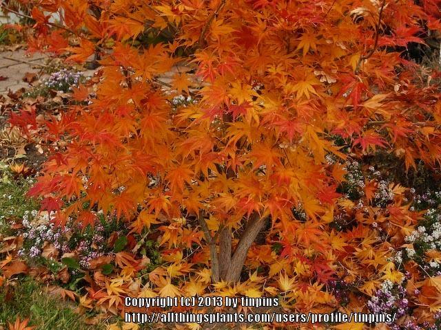 Photo of Japanese Maple (Acer palmatum var. amoenum 'O Sakazuki') uploaded by tinpins