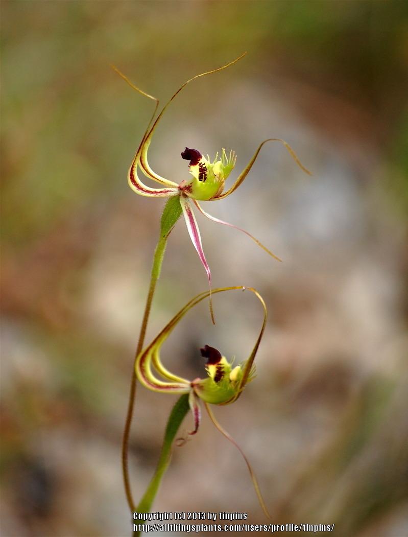 Photo of Spider Orchid (Caladenia falcata) uploaded by tinpins