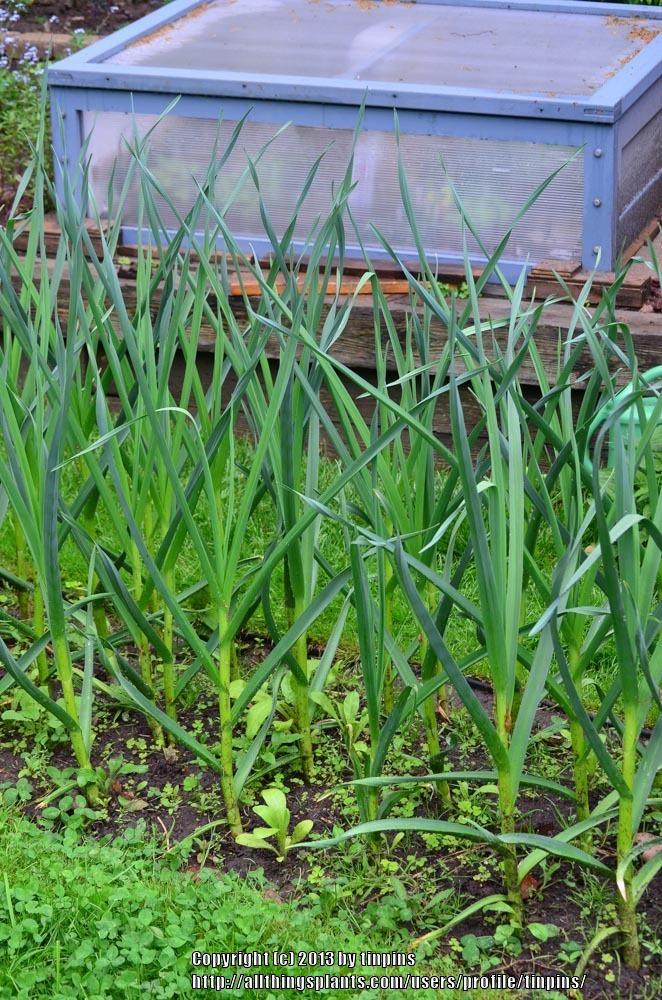 Photo of Garlic (Allium sativum 'Music') uploaded by tinpins