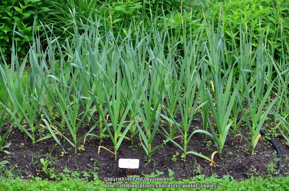 Photo of Garlic (Allium sativum 'Killarney Red') uploaded by tinpins