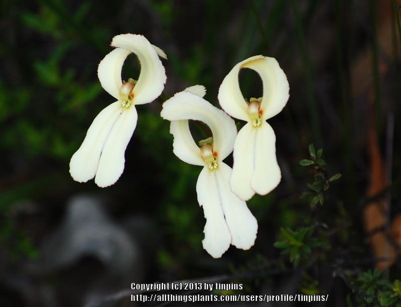 Photo of Trigger Plant (Stylidium schoenoides) uploaded by tinpins