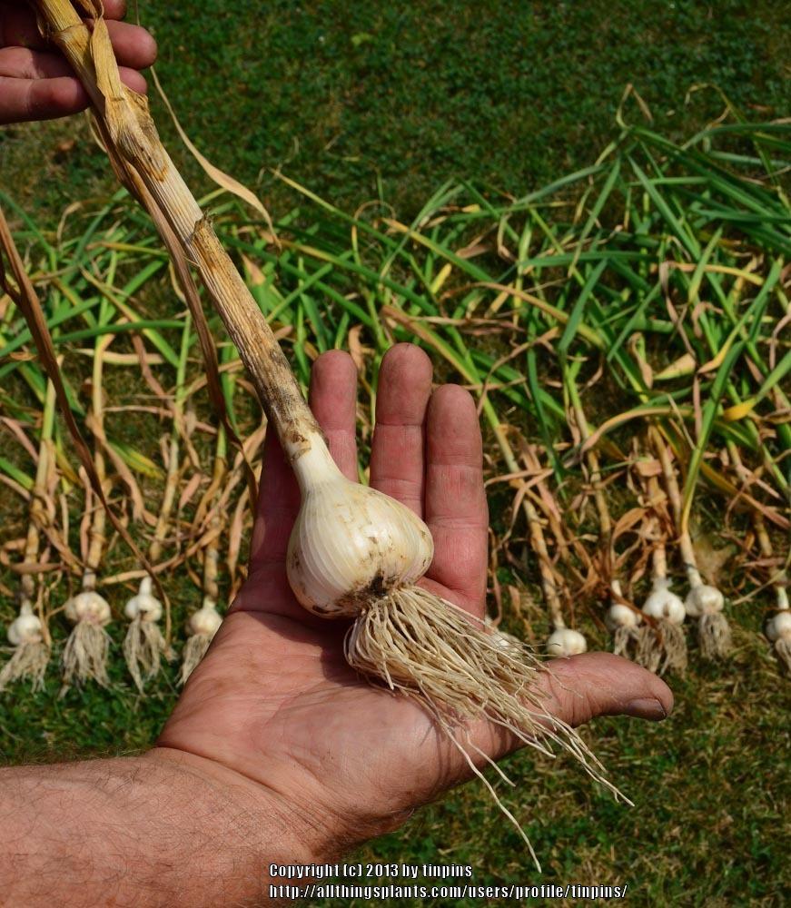 Garlic Plant Care and Collection of Varieties