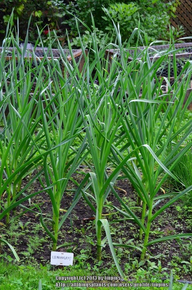 Photo of Garlic (Allium sativum 'Leningrad') uploaded by tinpins