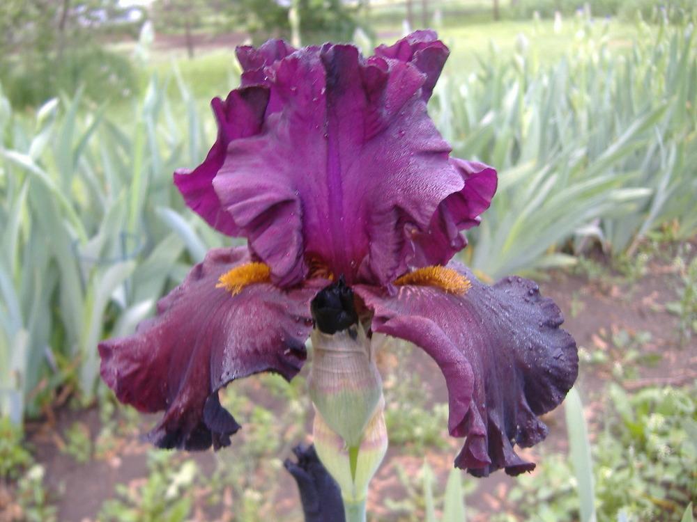 Photo of Border Bearded Iris (Iris 'Special Kay') uploaded by tveguy3