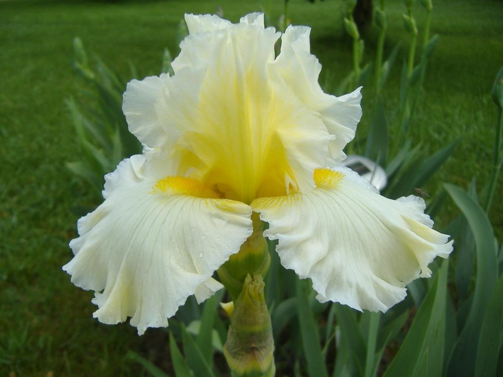 Photo of Tall Bearded Iris (Iris 'Going Dutch') uploaded by tveguy3