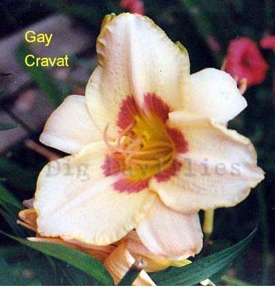 Photo of Daylily (Hemerocallis 'Gay Cravat') uploaded by vic