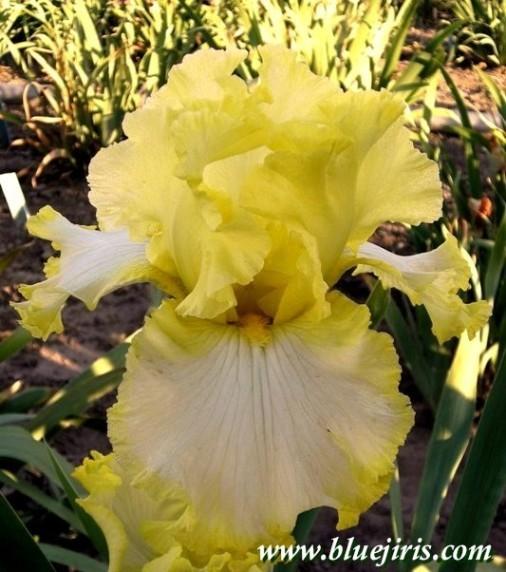 Photo of Tall Bearded Iris (Iris 'Years of Plenty') uploaded by Calif_Sue