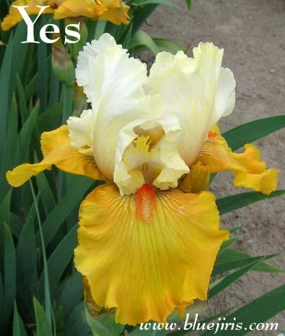 Photo of Tall Bearded Iris (Iris 'Yes') uploaded by Calif_Sue
