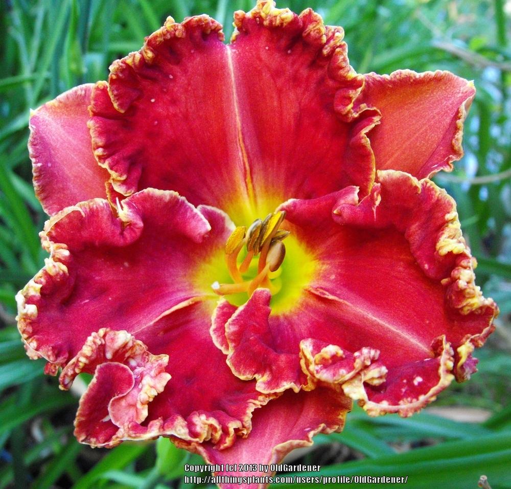 Photo of Daylily (Hemerocallis 'Corralitos Rose') uploaded by OldGardener