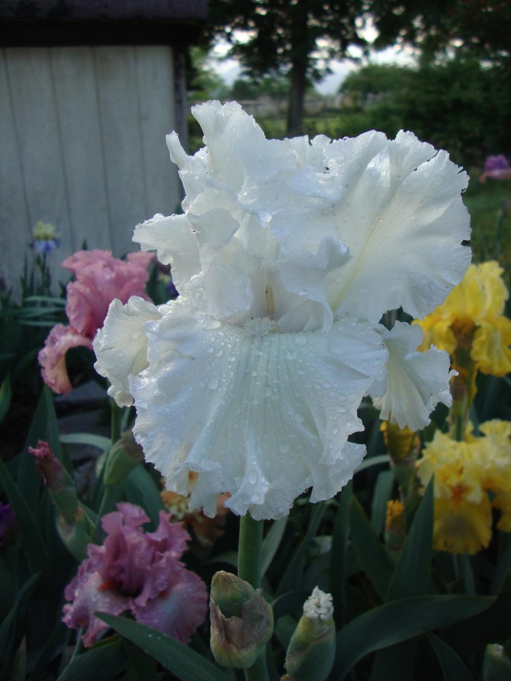 Photo of Tall Bearded Iris (Iris 'My Beloved') uploaded by Paul2032