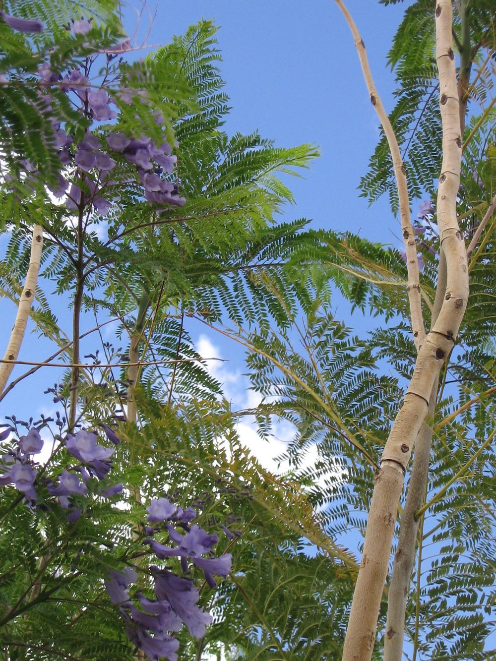 Photo of Jacaranda (Jacaranda mimosifolia) uploaded by desertkoigal