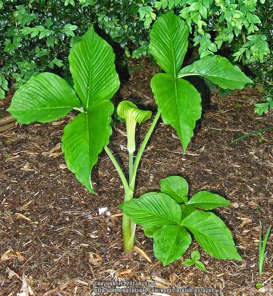 Photo of Jack in the Pulpit (Arisaema triphyllum) uploaded by eclayne