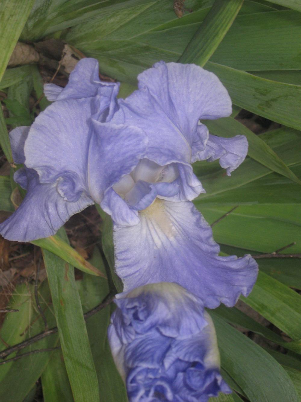 Photo of Tall Bearded Iris (Iris 'Victoria Falls') uploaded by enidcandles