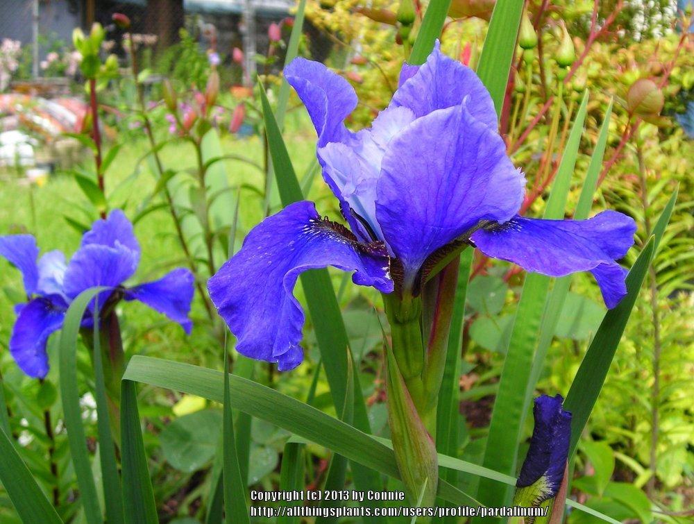 Photo of Siberian Iris (Iris 'Regency Belle') uploaded by pardalinum