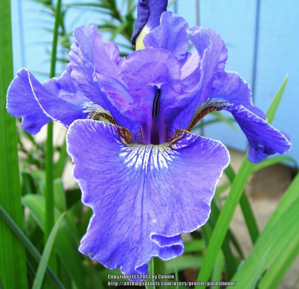 Photo of Siberian Iris (Iris 'Dear Dianne') uploaded by pardalinum