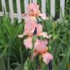 I have had this iris for many years. It is very reliable & increa