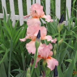Location: West Branch,Iowa
Date: 2013-05-30
I have had this iris for many years. It is very reliable & increa