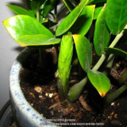 Location: At home - San  Joaquin County, CA
Date: 2013-05-30
New leaf growth on our ZZ plant