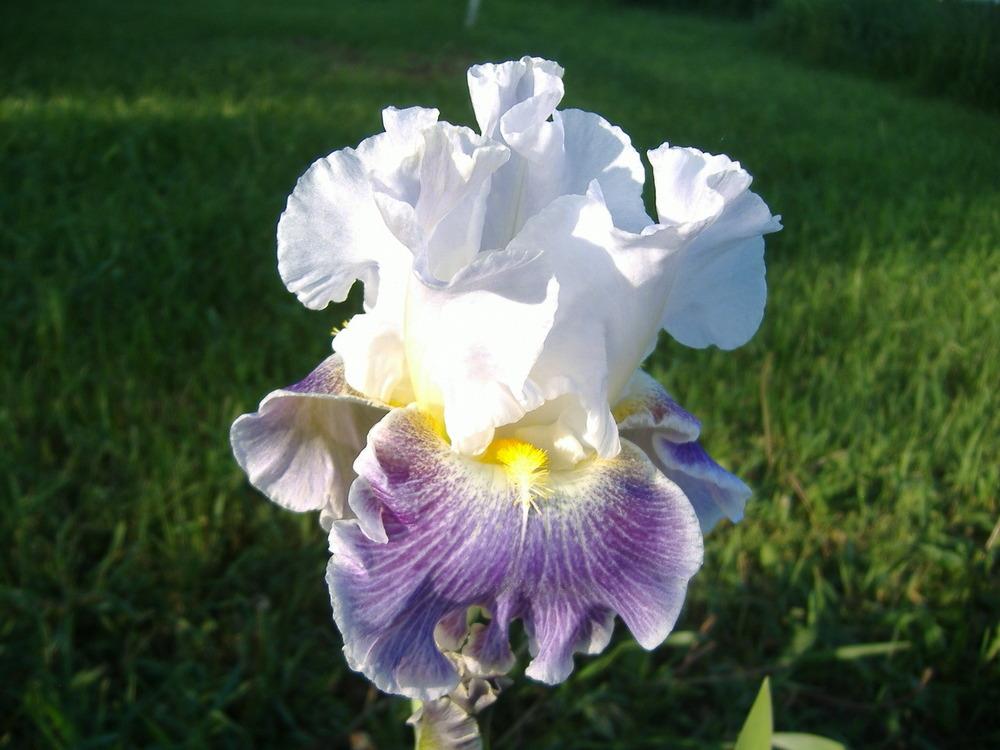 Photo of Tall Bearded Iris (Iris 'Invitation Only') uploaded by tveguy3