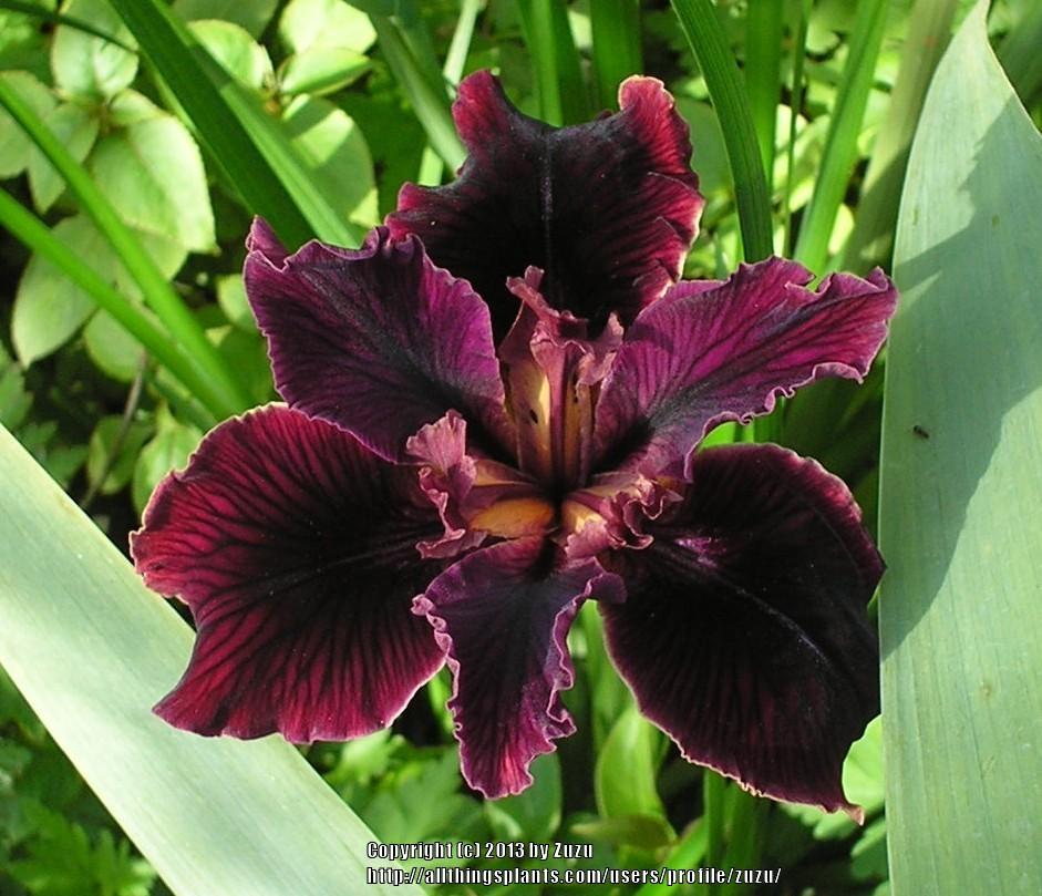 Photo of Pacific Coast Iris (Iris 'Escalona') uploaded by zuzu