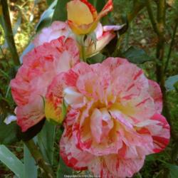 Location: In my Northern California garden
Date: 2013-05-30