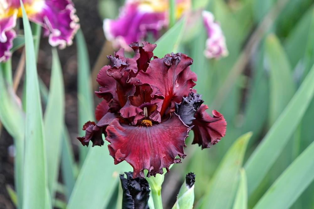 Photo of Tall Bearded Iris (Iris 'Cardinal Rule') uploaded by ARUBA1334