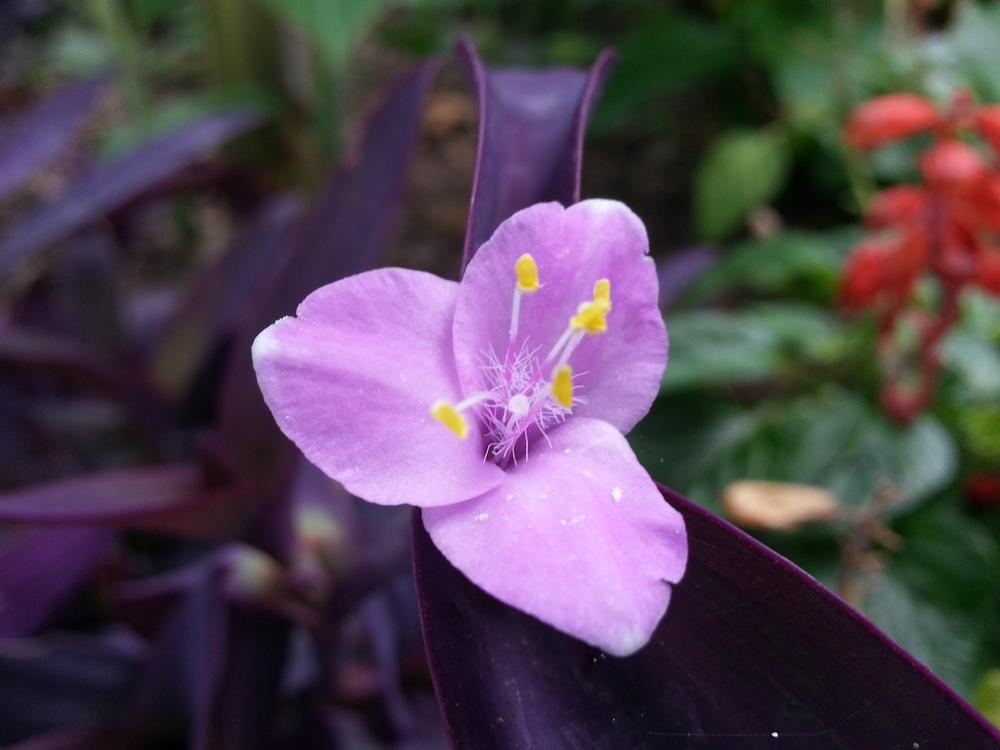 Photo of Purple Heart (Tradescantia pallida 'Purpurea') uploaded by Foreverlad