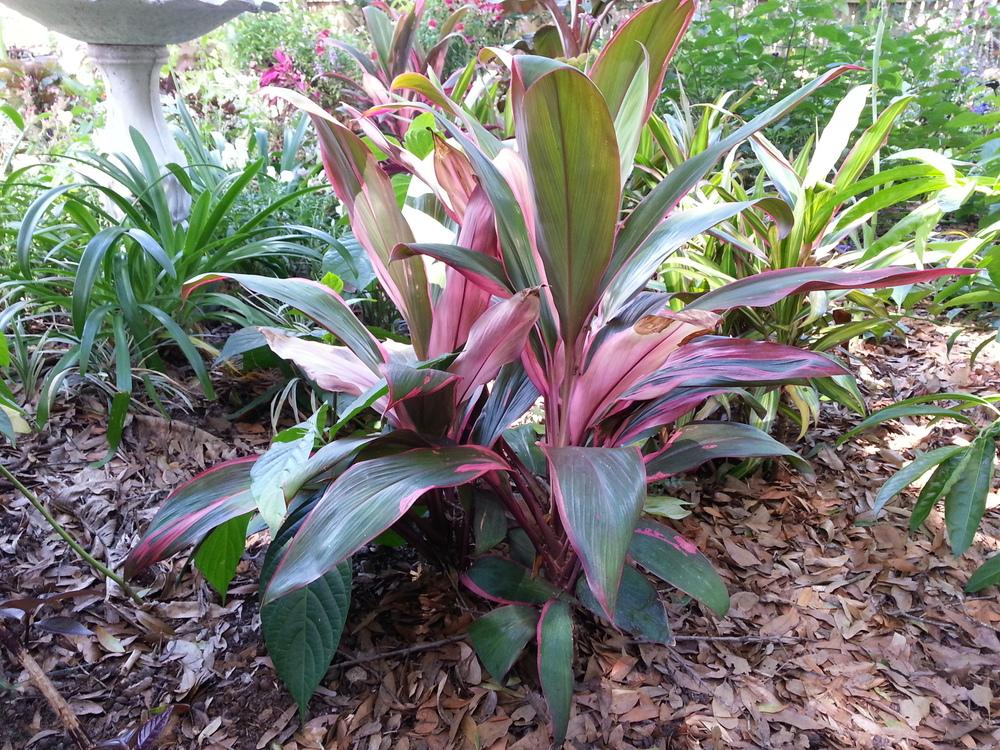 Photo of Ti Plant (Cordyline fruticosa 'Sherbert') uploaded by Foreverlad