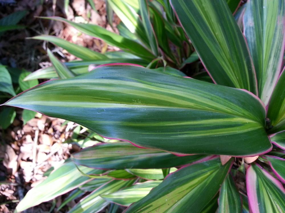 Photo of Ti Plant (Cordyline fruticosa 'Kiwi') uploaded by Foreverlad