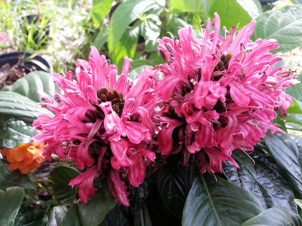 Photo of Brazilian Plume (Justicia carnea) uploaded by Foreverlad