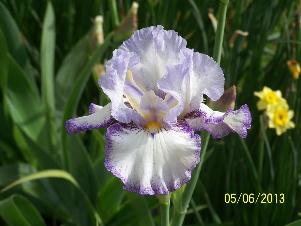 Photo of Tall Bearded Iris (Iris 'Point in Time') uploaded by Misawa77