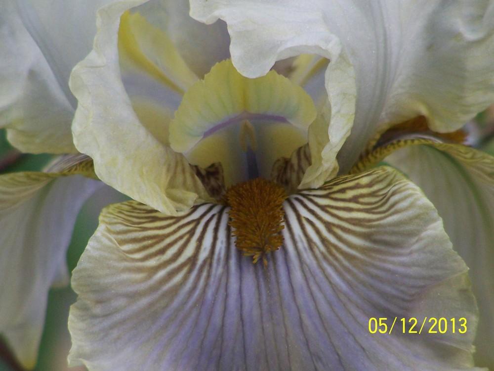 Photo of Tall Bearded Iris (Iris 'Green and Gifted') uploaded by Misawa77