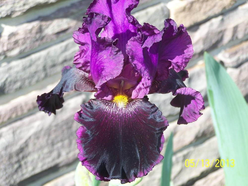 Photo of Tall Bearded Iris (Iris 'Sooner Serenade') uploaded by Misawa77