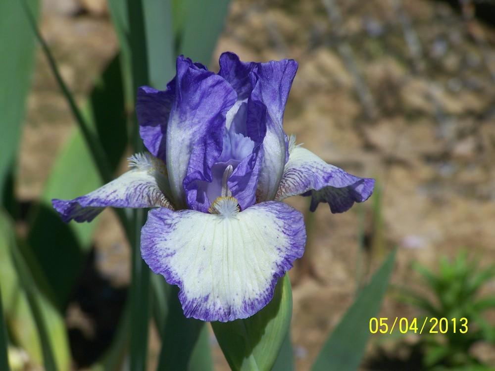 Photo of Intermediate Bearded Iris (Iris 'Frothingslosh') uploaded by Misawa77