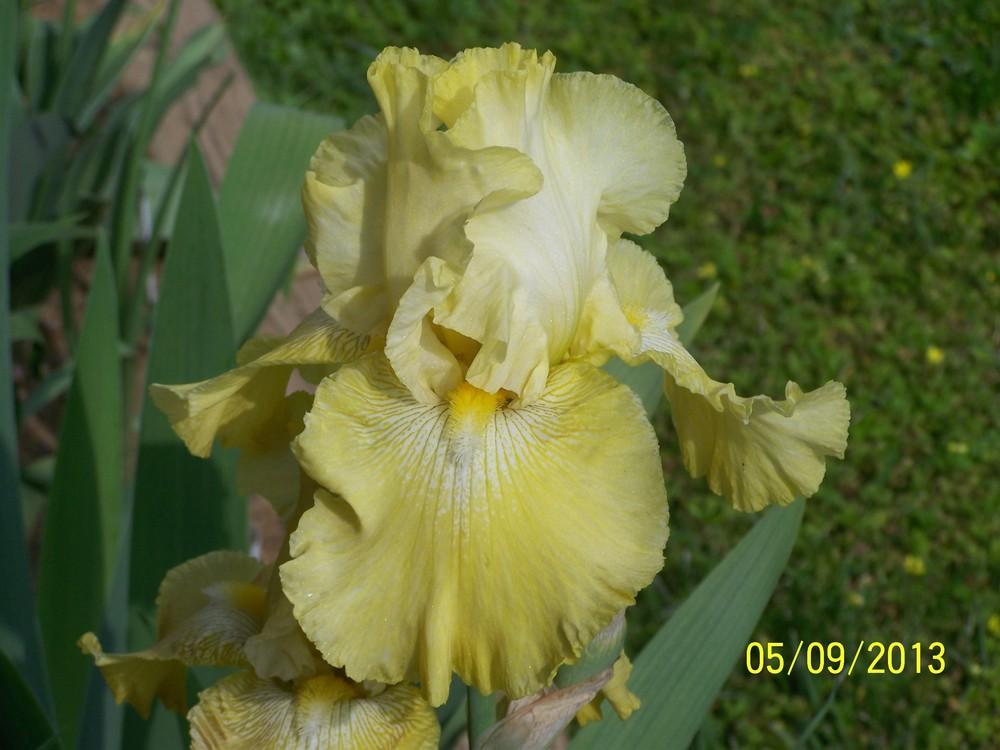 Photo of Tall Bearded Iris (Iris 'Again and Again') uploaded by Misawa77