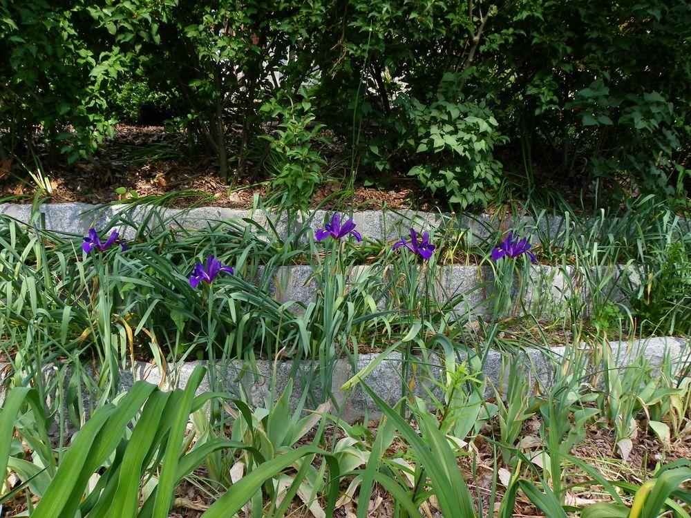 Photo of Irises (Iris) uploaded by Newyorkrita